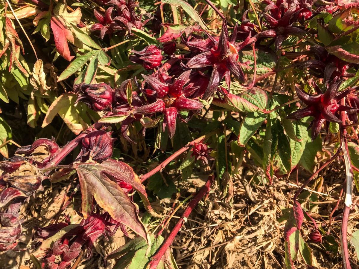 Eco Nubia Villa Asvan Dış mekan fotoğraf