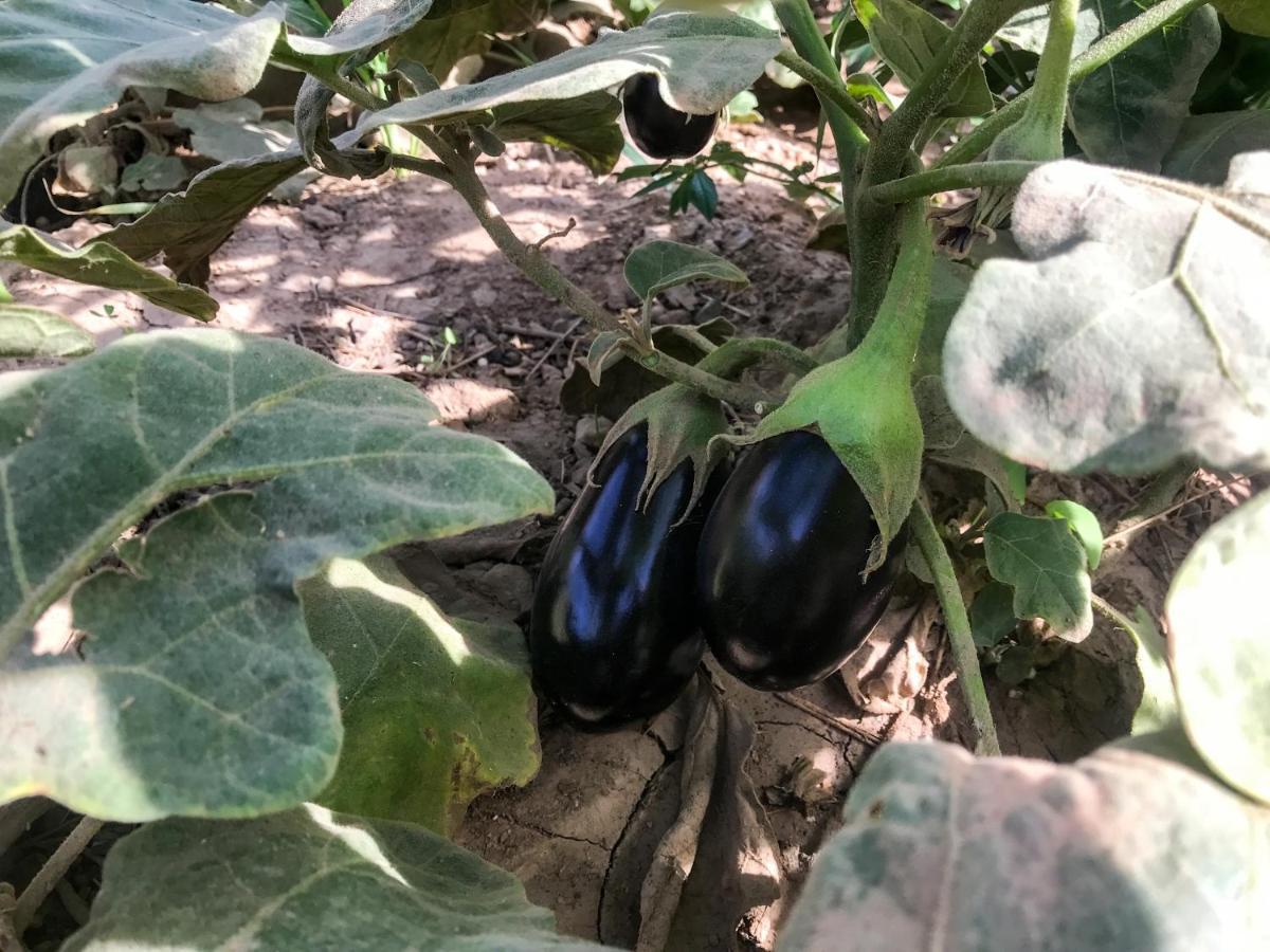 Eco Nubia Villa Asvan Dış mekan fotoğraf