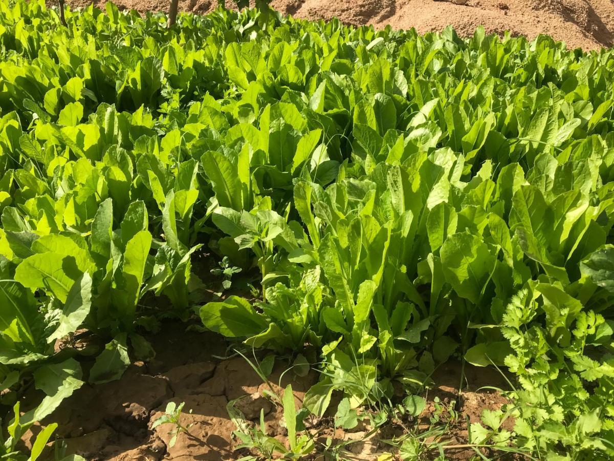 Eco Nubia Villa Asvan Dış mekan fotoğraf