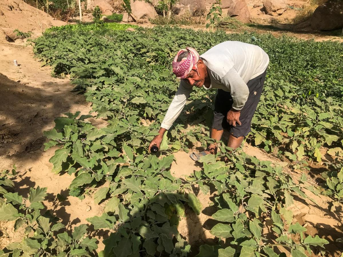 Eco Nubia Villa Asvan Dış mekan fotoğraf